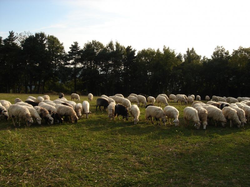 Ferme de Granquié 