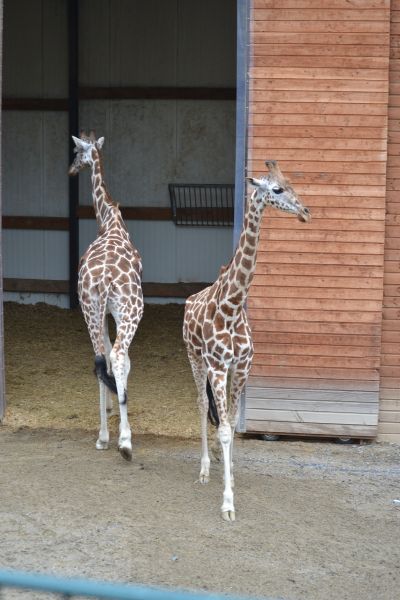 L' enclos des girafes au Zoo de Montredon LabessonniÃ©